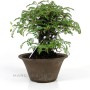 Osteomeles subrotunda shohin bonsai Japánból 02