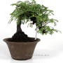 Osteomeles subrotunda shohin bonsai from Japan 02