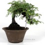 Osteomeles subrotunda shohin bonsai Japánból 02