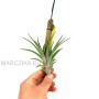 Tillandsia velutina