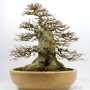 Acer buergerianum sumo style