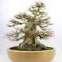 Acer buergerianum sumo style