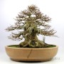 Acer buergerianum sumo style