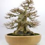 Acer buergerianum sumo style