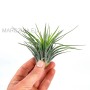 Tillandsia scaposa