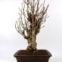 Ginkgo biloba - Páfrányfenyő bonsai