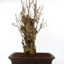 Ginkgo biloba - Páfrányfenyő bonsai