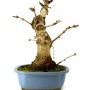 Ginkgo biloba bonsai 02.