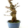 Ginkgo biloba bonsai 02.