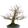 Acer palmatum - Japanese maple bonsai