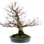 Acer palmatum - Japanese maple bonsai