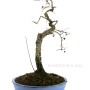Crataegus monogyna - Oneseed hawthorn bonsai
