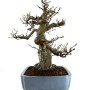 Pseudocydonia sinensis bonsai
