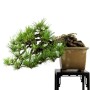 Pinus thunbergii - Japán feketefenyő bonsai