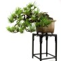 Pinus thunbergii - Japán feketefenyő bonsai