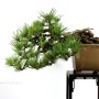Pinus thunbergii - Japán feketefenyő bonsai