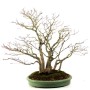 Acer palmatum - Japanese maple in 'Yose ue' style