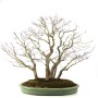 Acer palmatum - Japanese maple in 'Yose ue' style