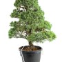 Pinus parviflora - White pine niwaki 06