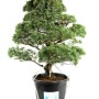 Pinus parviflora - White pine niwaki 07