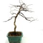 Diospyros kaki - Oriental persimmon bonsai