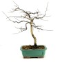 Diospyros kaki - Datolyaszilva bonsai