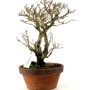 Punica granatum - Gránátalma bonsai alapanyag
