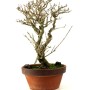 Punica granatum - Gránátalma bonsai alapanyag