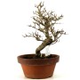 Punica granatum - Gránátalma bonsai előanyag 