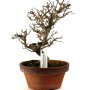 Punica granatum - Gránátalma bonsai előanyag 