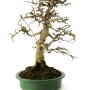 Fraxinus griffithii - Himalayan ash bonsai