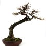 Larix decidua bonsai