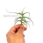 Tillandsia arhiza S