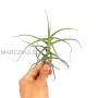 Tillandsia arhiza M