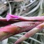 Tillandsia incarnata