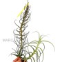 Tillandsia arhiza XXL