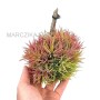 Tillandsia ionantha ball 1