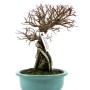 Ulmus parvifolia 'Nire' - Chinese elm shohin bonsai in sekijoju style