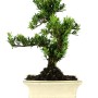 Buxus harlandii - Hongkongi szobapuszpáng bonsai