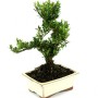 Buxus harlandii - Hongkongi szobapuszpáng bonsai