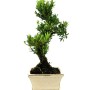 Buxus harlandii - Hongkongi szobapuszpáng bonsai