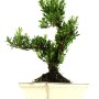 Buxus harlandii - Hongkongi szobapuszpáng bonsai