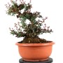 Berberies thunbergii - Japán borbolya bonsai alapanyag 01.