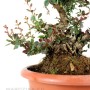 Berberies thunbergii - Japán borbolya bonsai alapanyag 01.