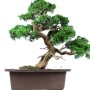 Juniperus chinensis - Chinese juniper bonsai in plastic traning pot
