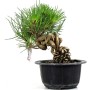 Pinus thunbergii - Japán feketefenyő bonsai alapanyag neagari stílusban