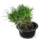 Pinus thunbergii - Japán feketefenyő bonsai alapanyag neagari stílusban