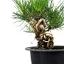 Pinus thunbergii - Japanese black pine pre-bonsai in neagari style