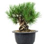 Pinus thunbergii - Japán feketefenyő bonsai alapanyag neagari stílusban 02.