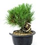 Pinus thunbergii - Japán feketefenyő bonsai alapanyag neagari stílusban 02.
